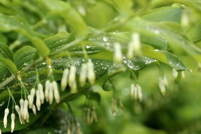 Close-up of water drops on leaves