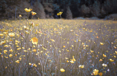 Close-up of yellow poppy flowers blooming in field