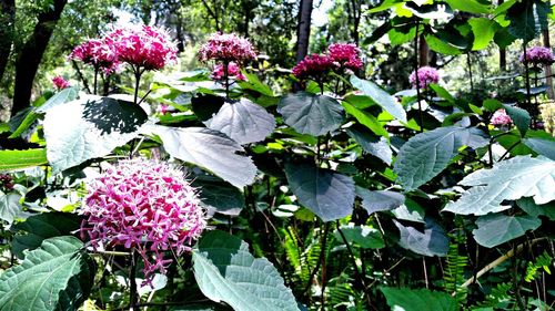 Close-up of flowers blooming outdoors