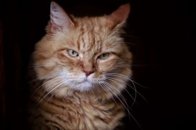 Close-up portrait of a cat