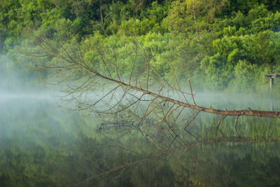 Fallen tree on lake at forest