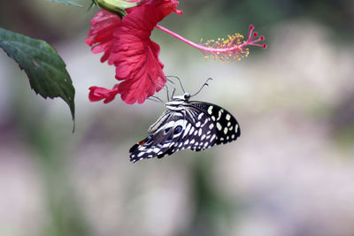 Close-up of butterfly pollinating on pink flower