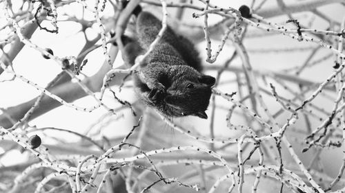 Low angle view of a tree