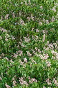 High angle view of flowering plants on field