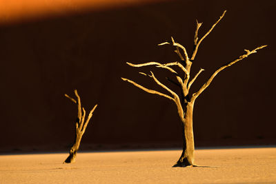 Close-up of bare tree on desert