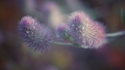 Close-up of purple flowering plant