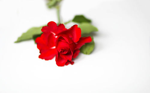 Close-up of red rose against white background