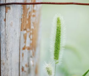 Close-up of plant against blurred background