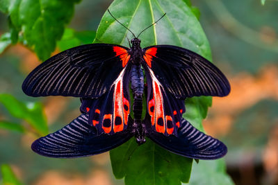 Close-up of butterfly on plant