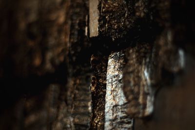 Close-up view of leaf