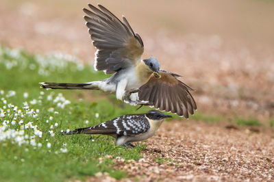 Close-up of bird flying