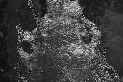 Close-up of plant in water