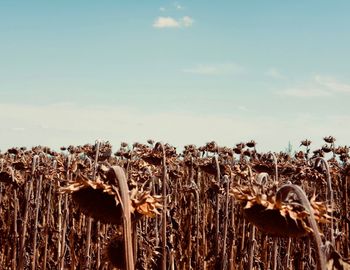 High angle view of stalks in field against sky