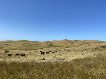 View of sheep on field against clear blue sky