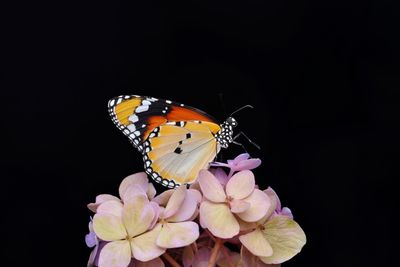 Close-up of butterfly perching on pink flower