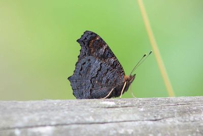 Close-up of insect on leaf