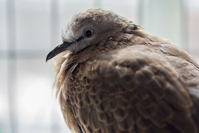 Close-up portrait of eagle