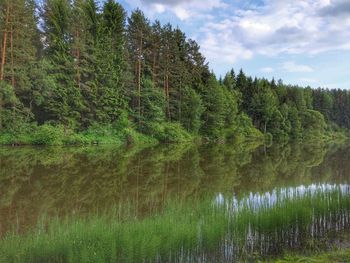 Scenic view of lake in forest against sky