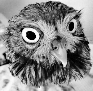 Close-up portrait of owl