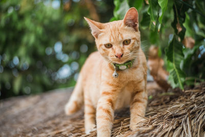 Portrait of a cat