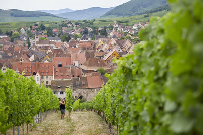 Town seen through vines