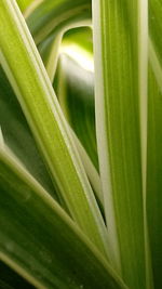 Close-up of leaves on plant