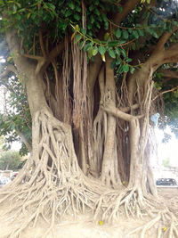 Tree roots against trees