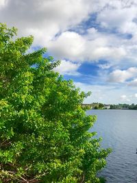 Trees by lake against sky