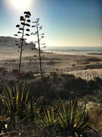 Scenic view of sea against clear sky