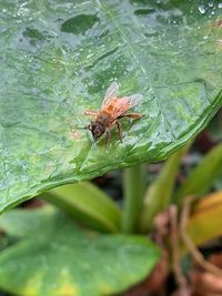 Close-up of insect on leaf