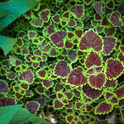 Close-up of fresh green plant