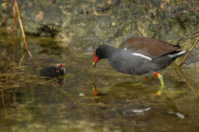 Ducks in a lake