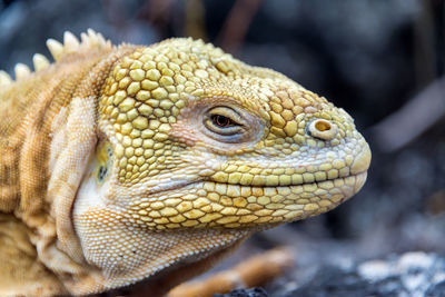 Close-up of iguana on isabela island