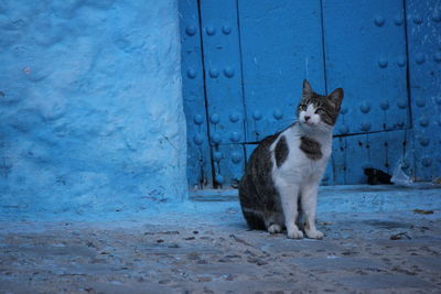 A young cat in the blue painted streets of the village chefchaouen in morocco. 