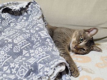 Portrait of cat lying on bed