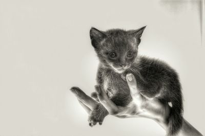 Close-up of cat over white background