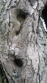 Close-up of tree trunk