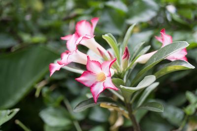 Close-up of pink flowering plant