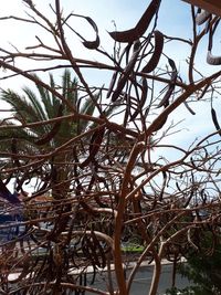 Low angle view of bare trees against sky