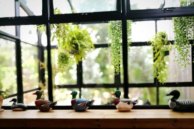 Close-up of birds on table against window