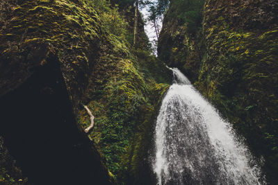 Scenic view of waterfall in forest