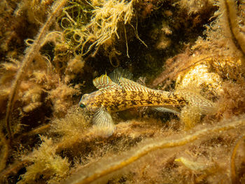 High angle view of lizard in water