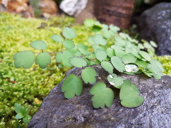 High angle view of leaves on rock