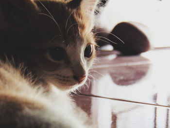 Close-up of cat looking away