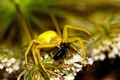 Close-up of insect on yellow flower