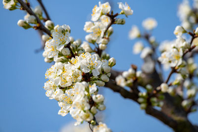 Close-up of cherry blossoms against sky