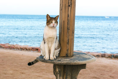 Cat sitting on wooden post in sea