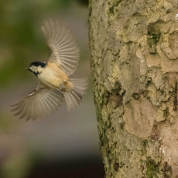 Close-up of bird flying