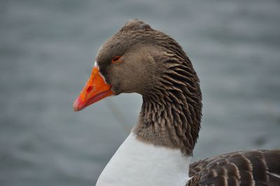 Close-up of duck