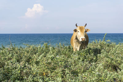 Horse on beach against sky